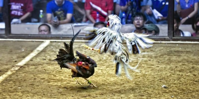 kingfun qq88 bắn cá