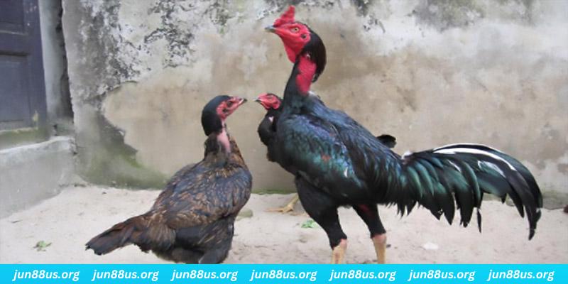 kingfun casino hồ tràm có cho người việt vào không